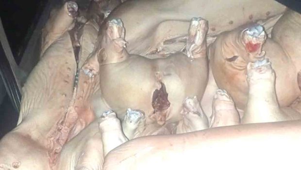 carne de cerdo incautada en La Paz