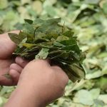 hoja de coca