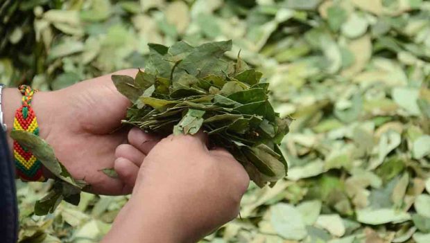 hoja de coca