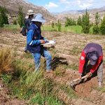 cultivos afectados por la helada