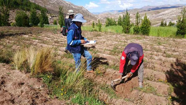 cultivos afectados por la helada
