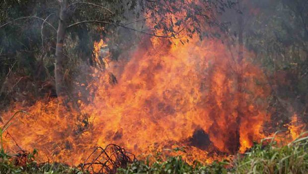 incendio forestal
