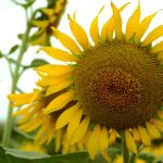 girasol