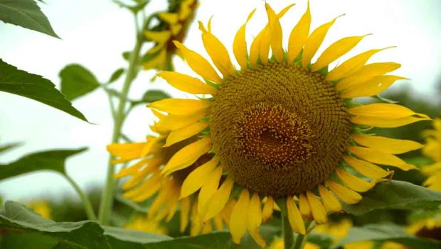 girasol