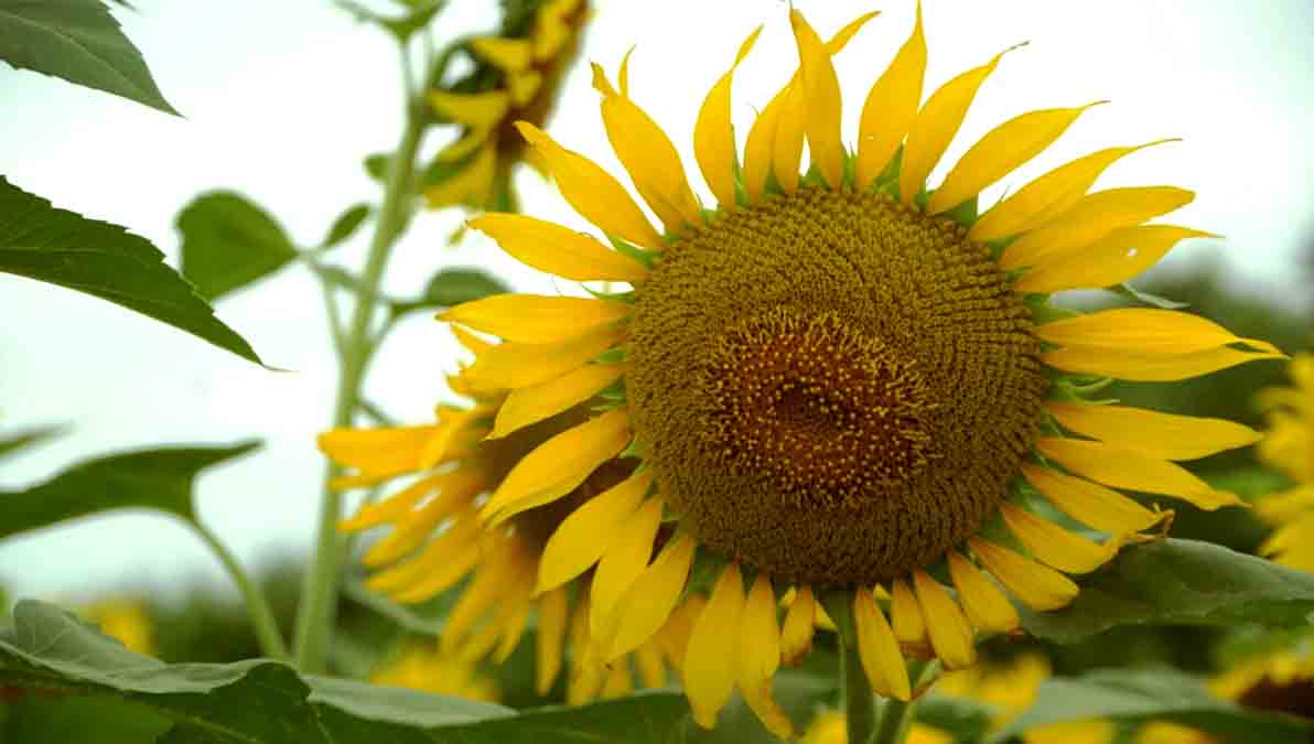 girasol