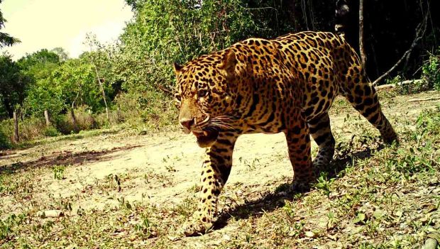 jaguar