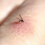 mosquito