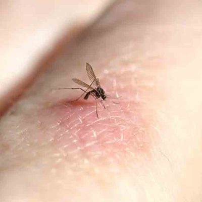 mosquito