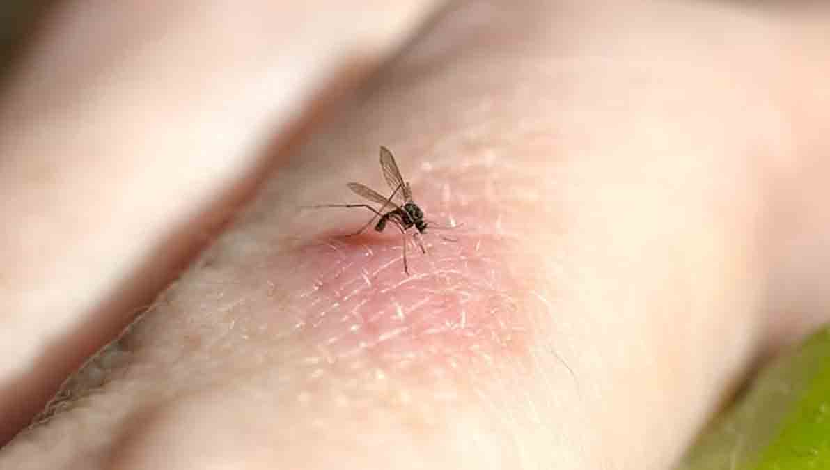 mosquito