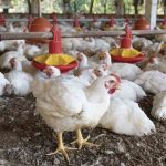 granja de pollos