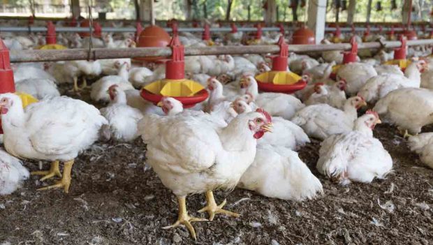granja de pollos