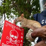 ratas Camboya
