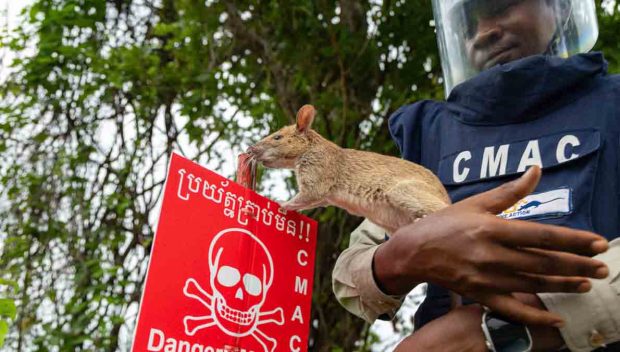 ratas Camboya