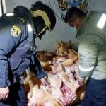 comisan 14 toneladas de carne de cerdo