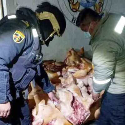 comisan 14 toneladas de carne de cerdo