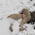 nevada en Cocapata mata llamas y afecta cultivos