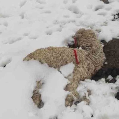 nevada en Cocapata mata llamas y afecta cultivos