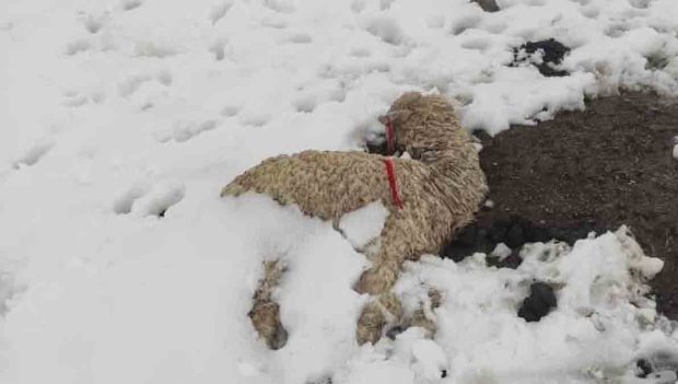 nevada en Cocapata mata llamas y afecta cultivos