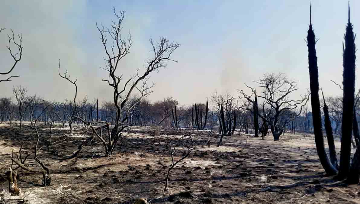 incendios en Bolivia consumen más de 83 mil hectáreas