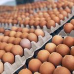 huevos