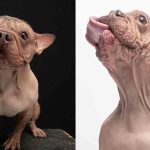 Petunia, el perro más feo del mundo
