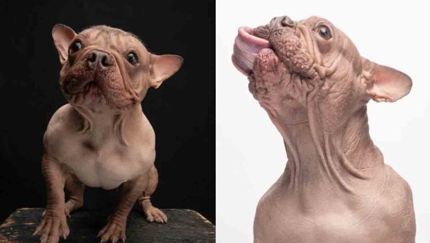 Petunia, el perro más feo del mundo