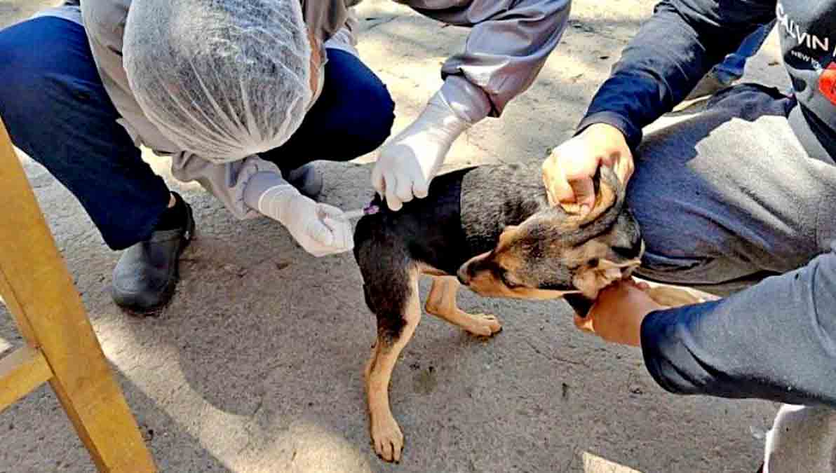 rabia canina en Sucre