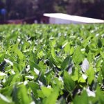 plantaciones de soya en San Pedro