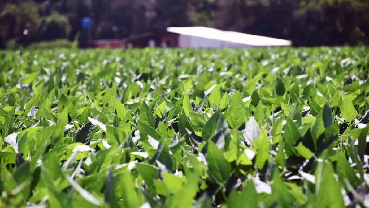 plantaciones de soya en San Pedro