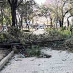 un árbol derribado por el viento en Tarija