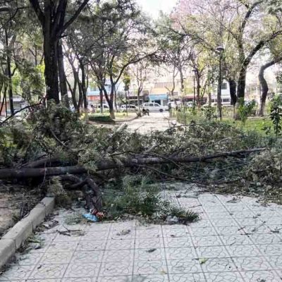 un árbol derribado por el viento en Tarija