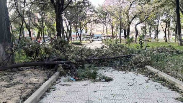 un árbol derribado por el viento en Tarija