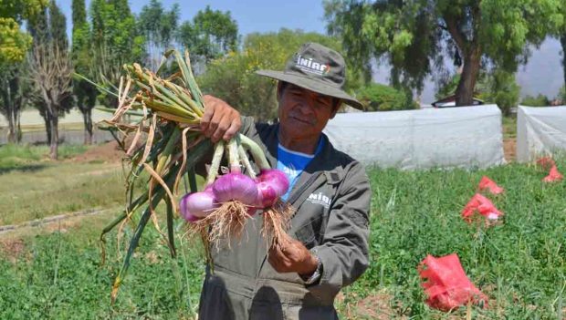 Agro en Bolivia crece 21%