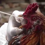 gripe aviar en Santa Cruz