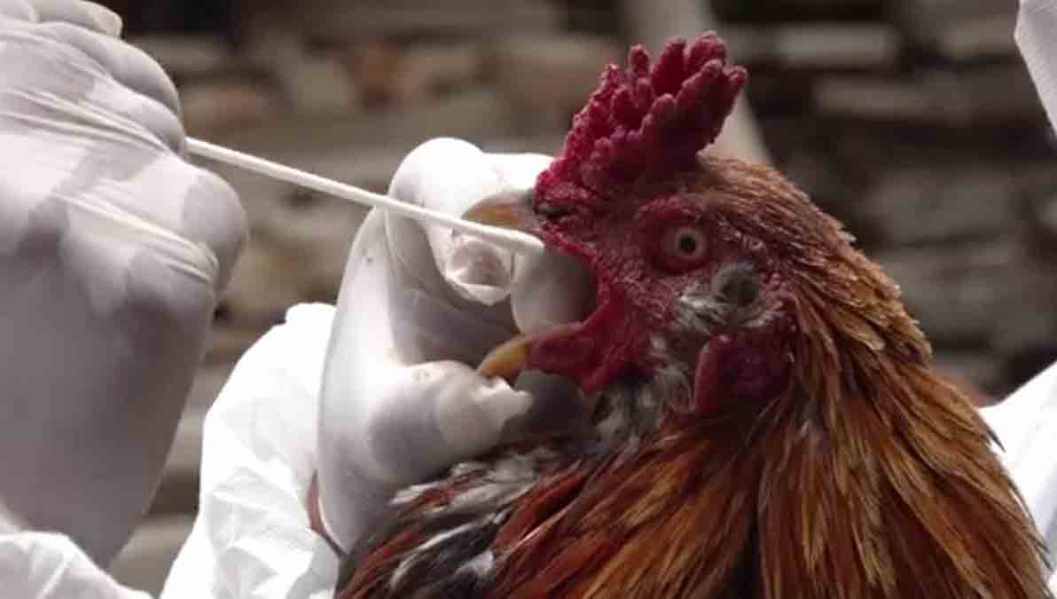 gripe aviar en Santa Cruz
