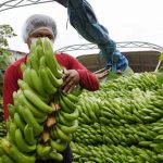banano de exportación