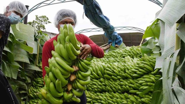 banano de exportación
