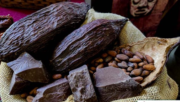 crece exportación de cacao boliviano
