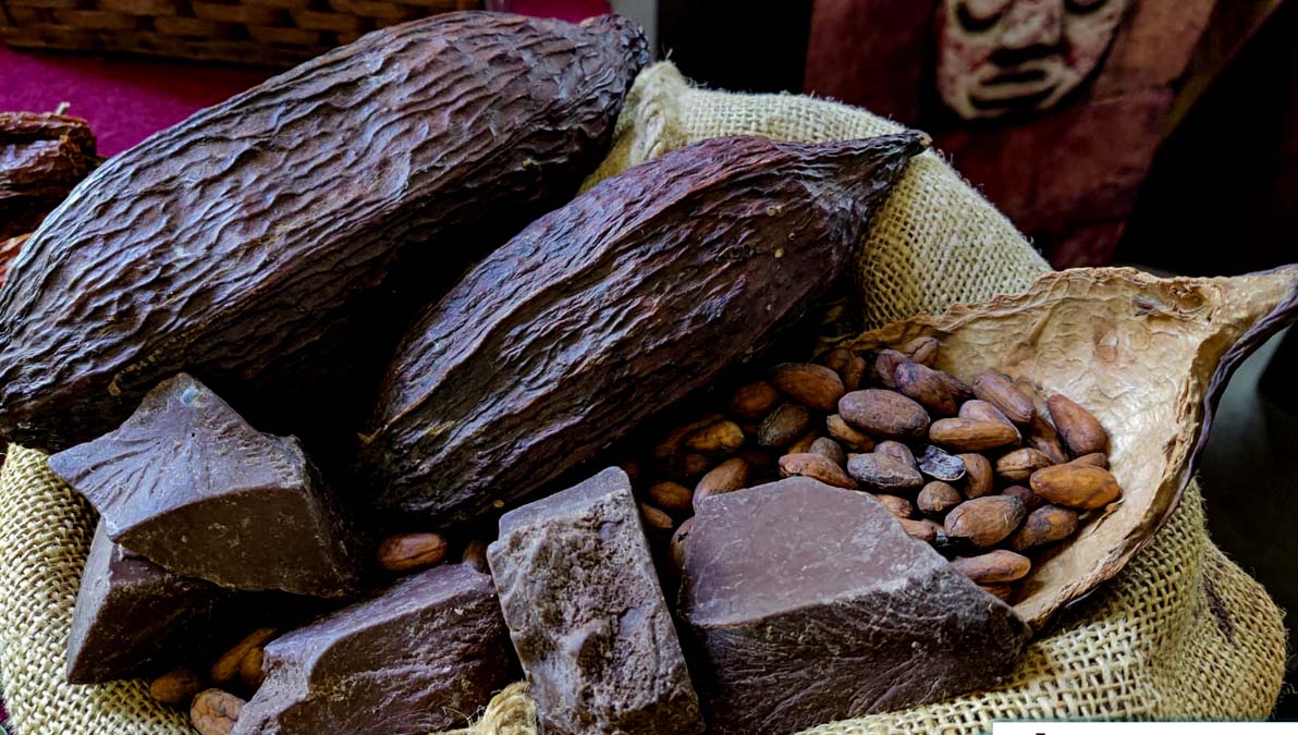 crece exportación de cacao boliviano