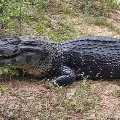 Jesús, el caimán negro de Yacuma