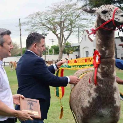 el ejemplar que ganó el primer premio en el juzgamiento de camélidos en la Expocruz 2025
