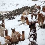 camélidos afectados por la nevada