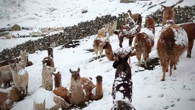 camélidos afectados por la nevada