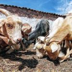 chivos en un corral