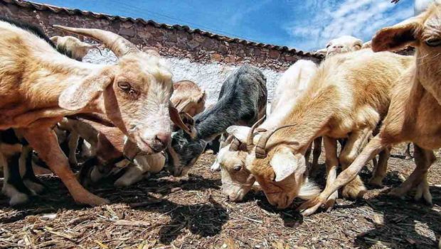 chivos en un corral