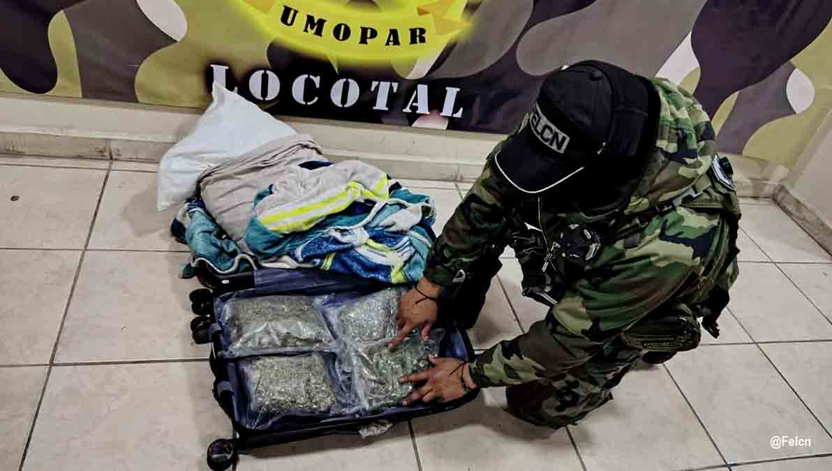 Hallan marihuana en locotal