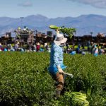EEUU pierde 1,2 millones de obreros migrantes