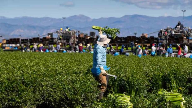 EEUU pierde 1,2 millones de obreros migrantes