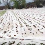 cultivos afectados por la granizada
