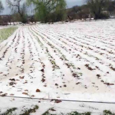 cultivos afectados por la granizada
